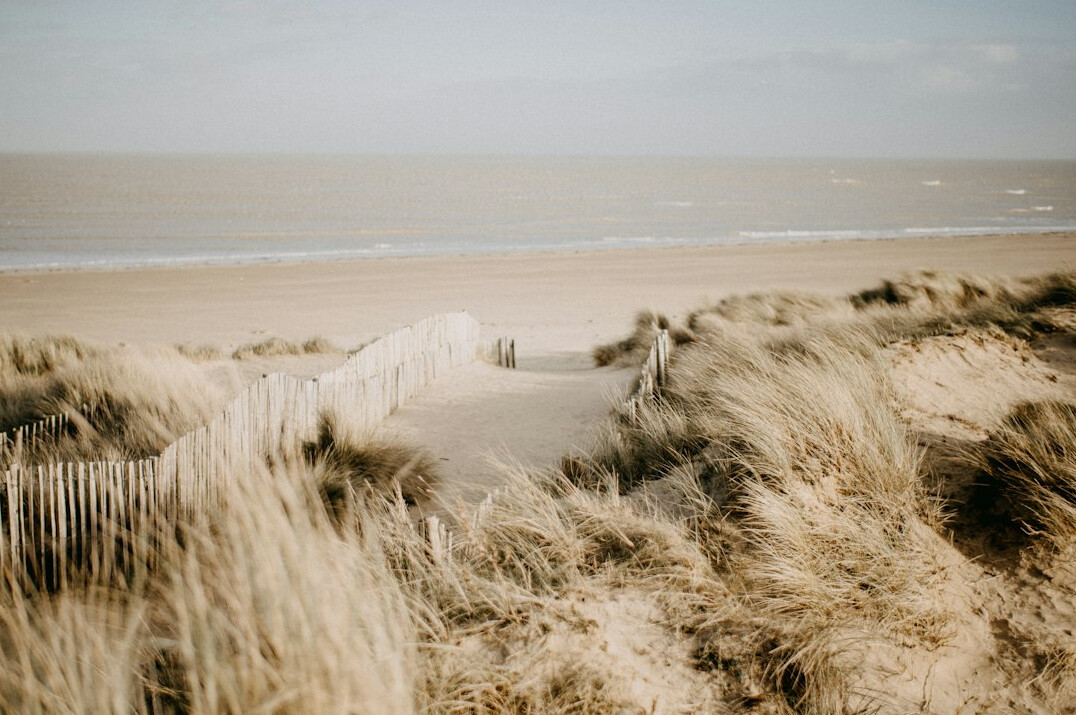 Sand dunes covered in native coastal vegetation under soft evening light